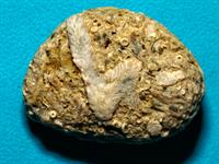 limestone fossil-12